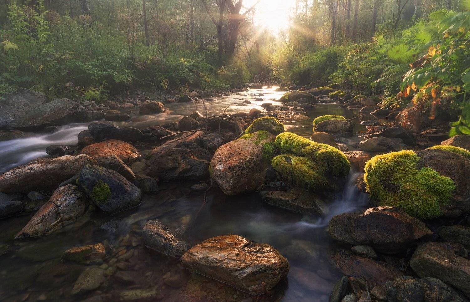 лес, ручей, Алтай, утро,рассвет, Павел Попов