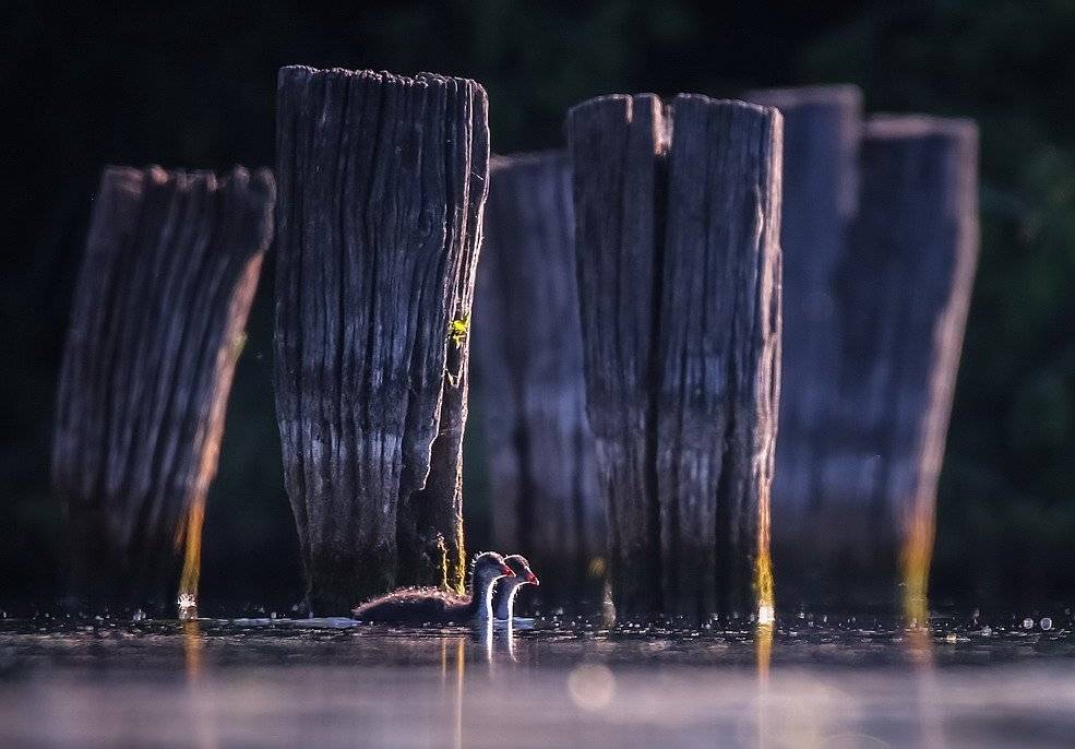 , Вячеслав Мищенко