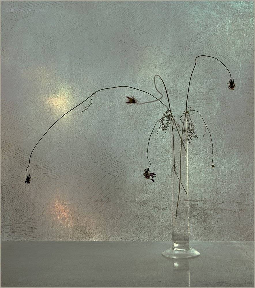 , Шипунова Ирина