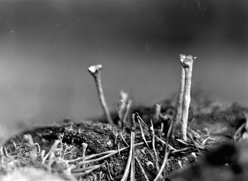 пленка, черно-белая фотография, Трубы фото превью