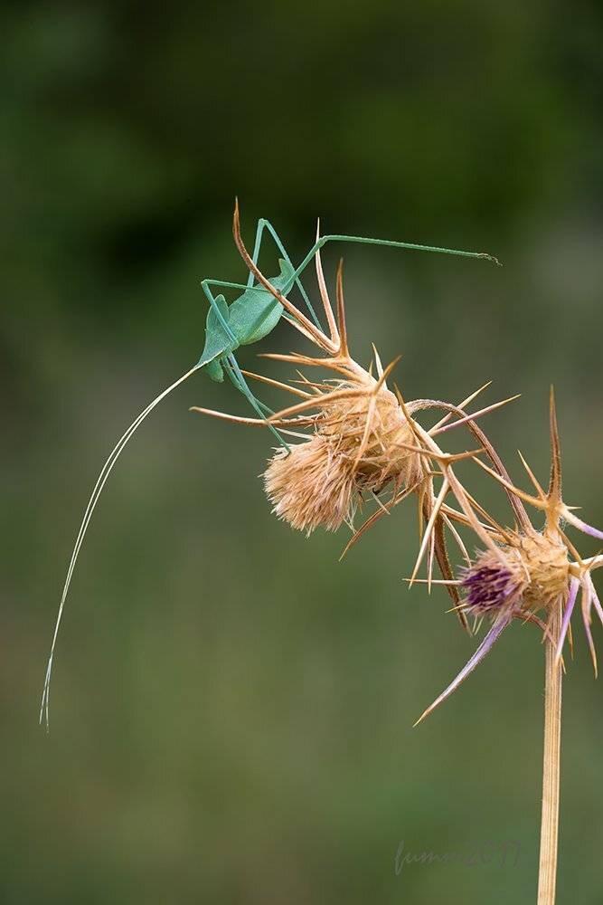 , Игорь ФУММ