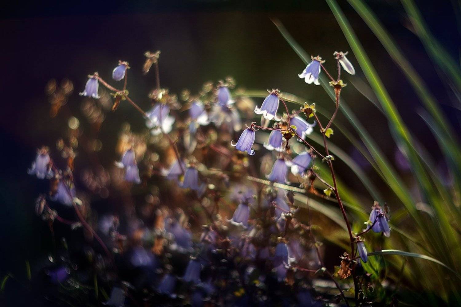 , Елена Галицкая