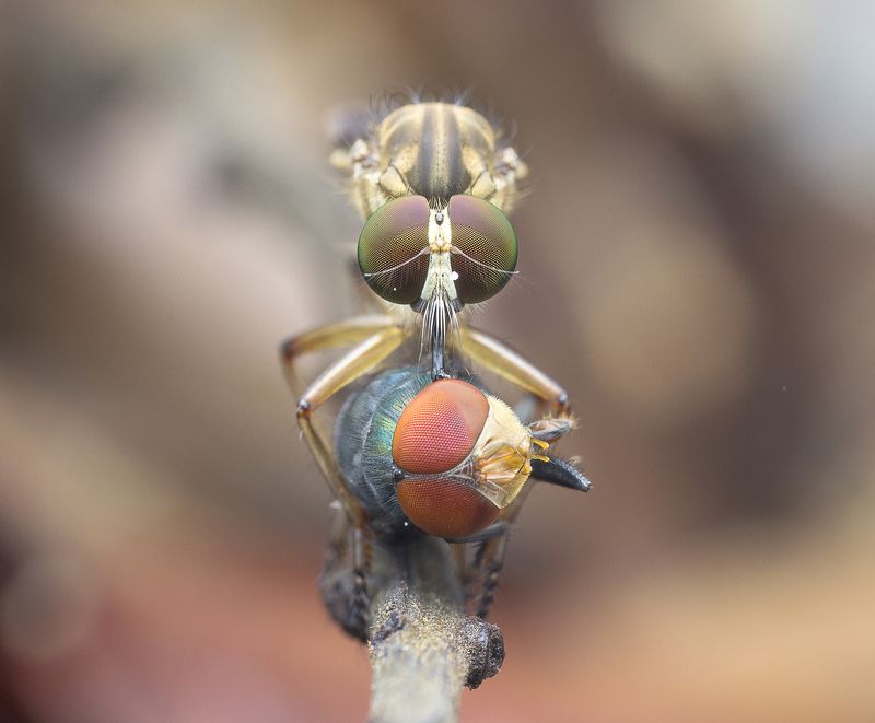 Robber Fly With Prey 170814 фото превью