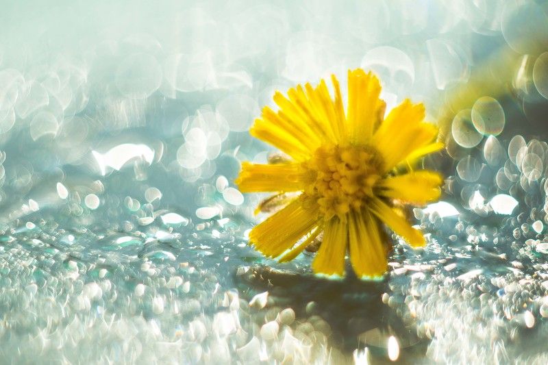 Цветок фото превью