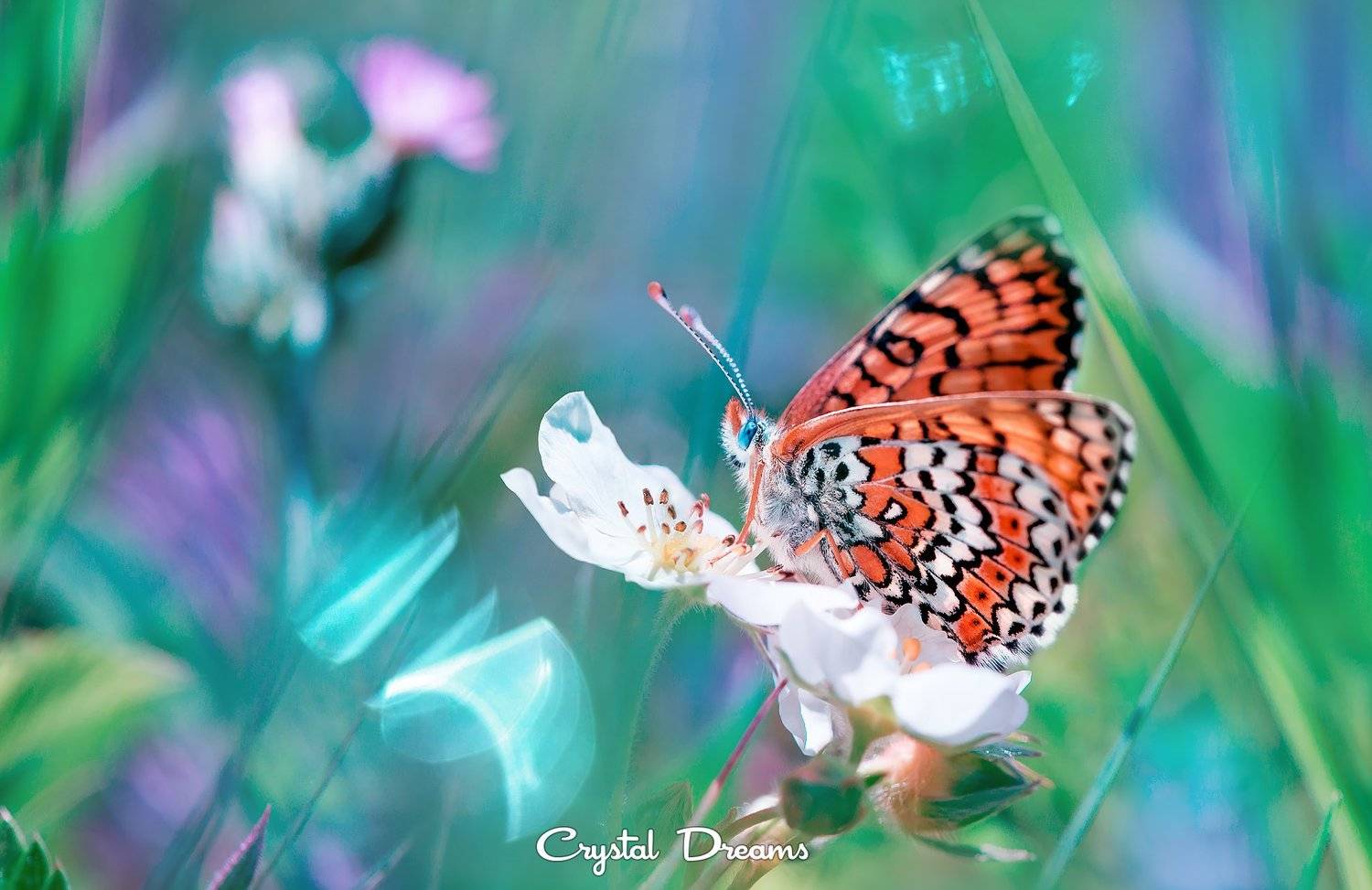 crystal dreams, macro, summer, color, art, nature, butterfly, бабочка, лето, волшебство, Татьяна Крылова