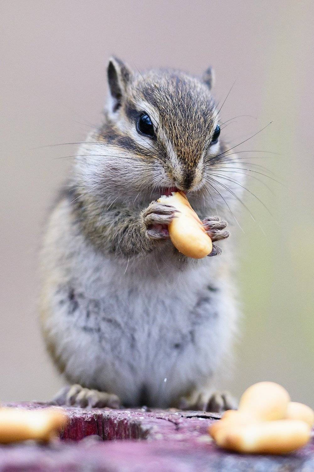 животные, бурундук, природа, Елена Вторушина