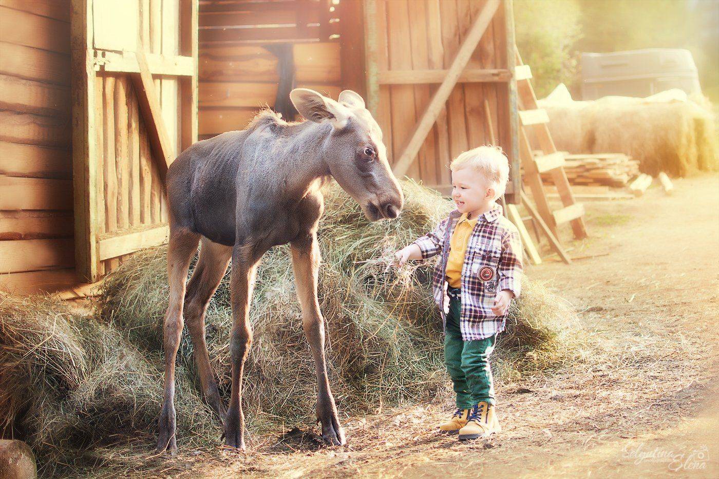 детский фотограф, children photography, малыш, baby, ферма, деревня, farm, Elena Selyutina