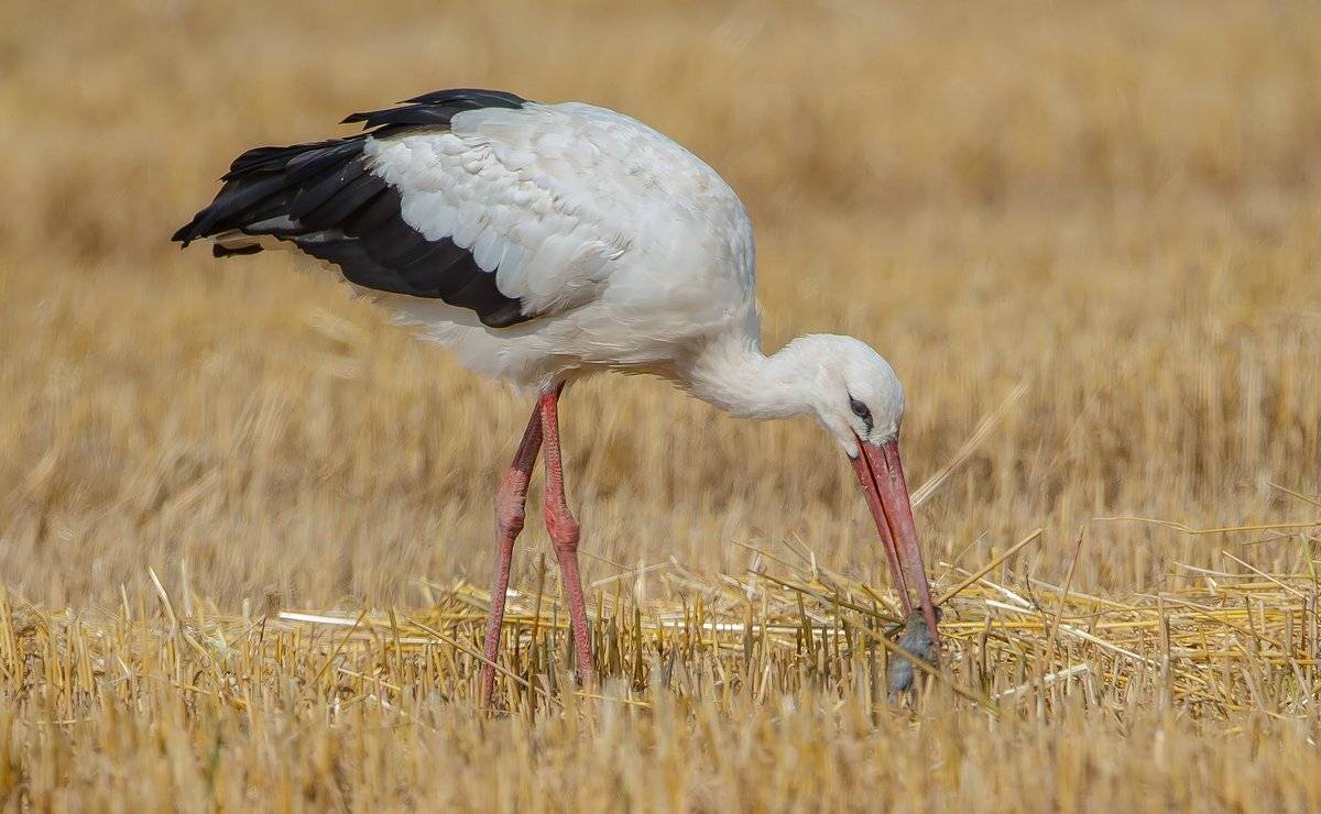 жнивье, Александр Маркелов