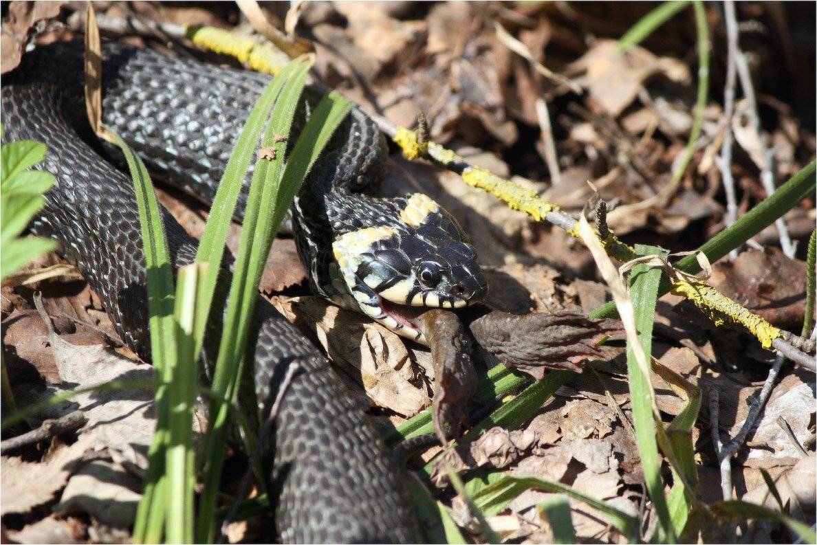 уж, жаба,, КарОл