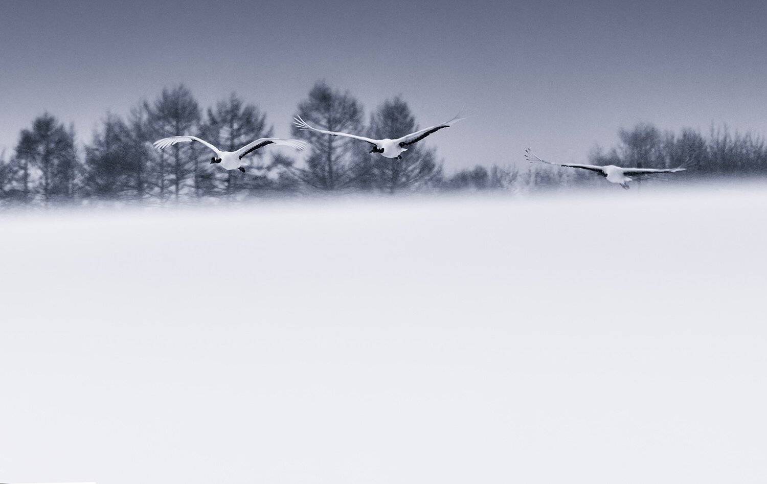 , suk eun kim