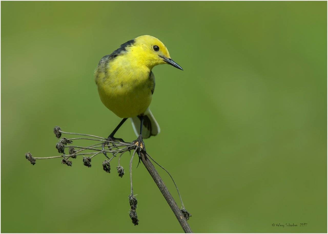 , Валерий Субачев