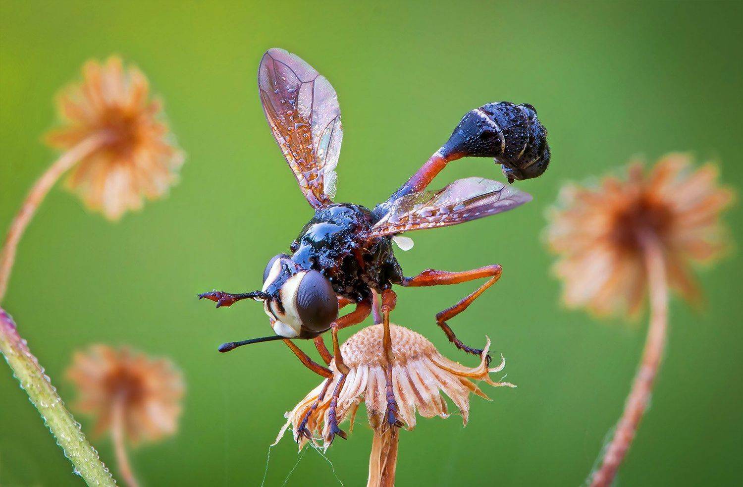 муха, роса, худоба, Сергей Рубан