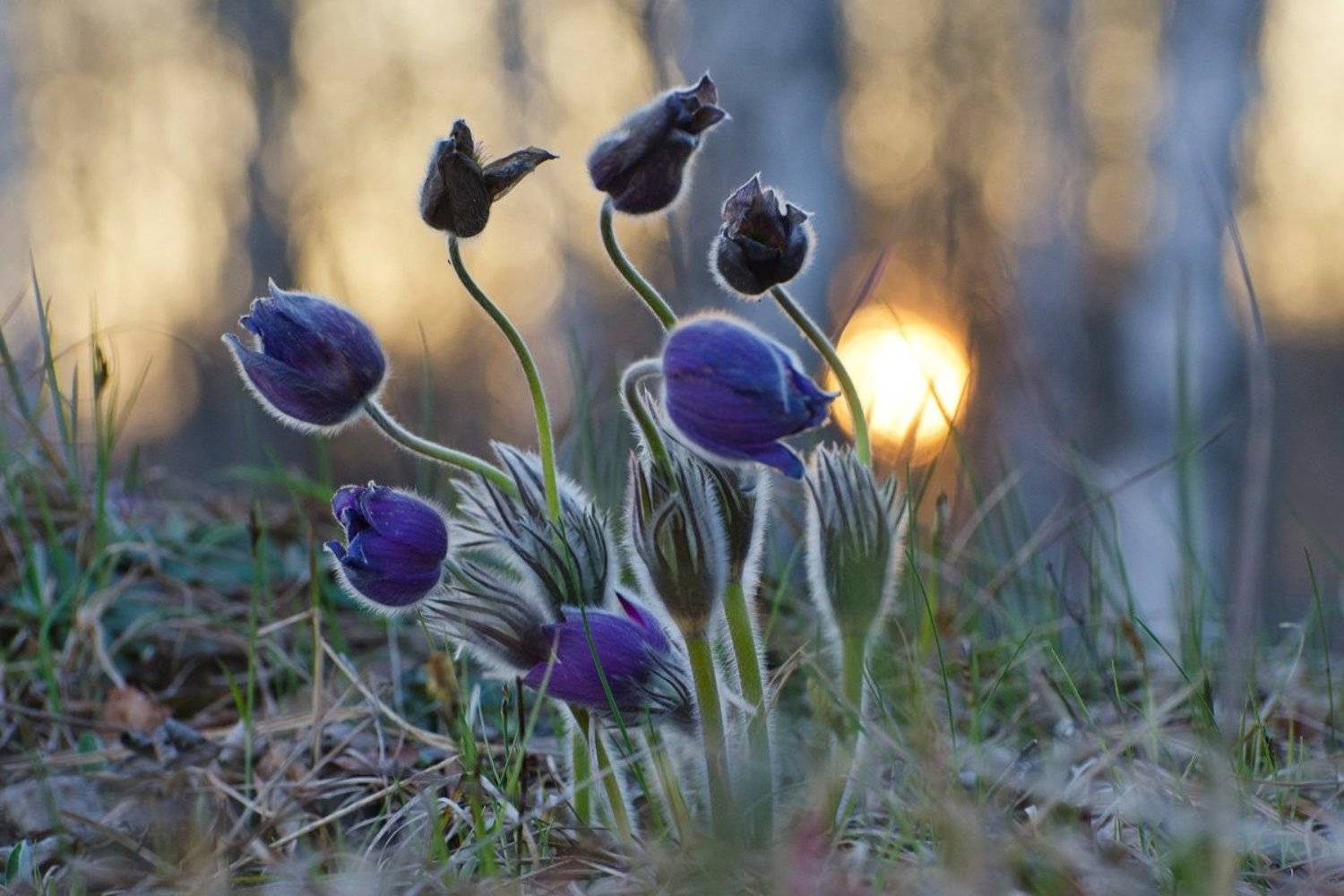 прострел, сон - трава, вечер, Михаил Агеев