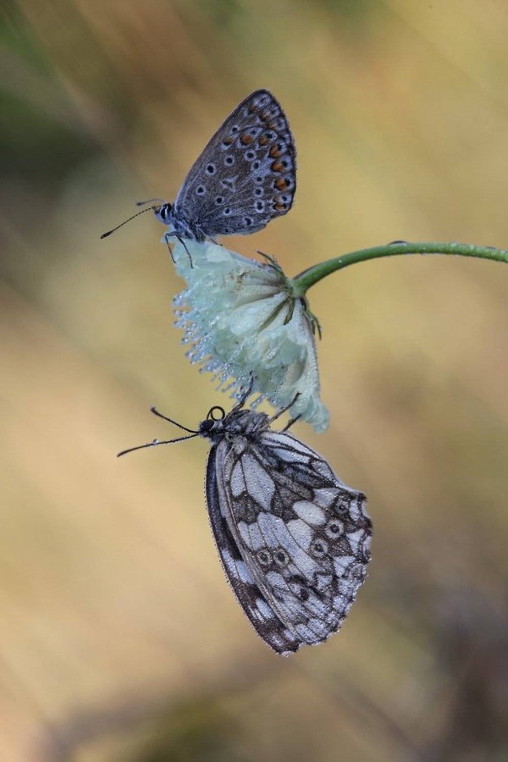 галатея, голубянка,  бабочка, макро, Леонид