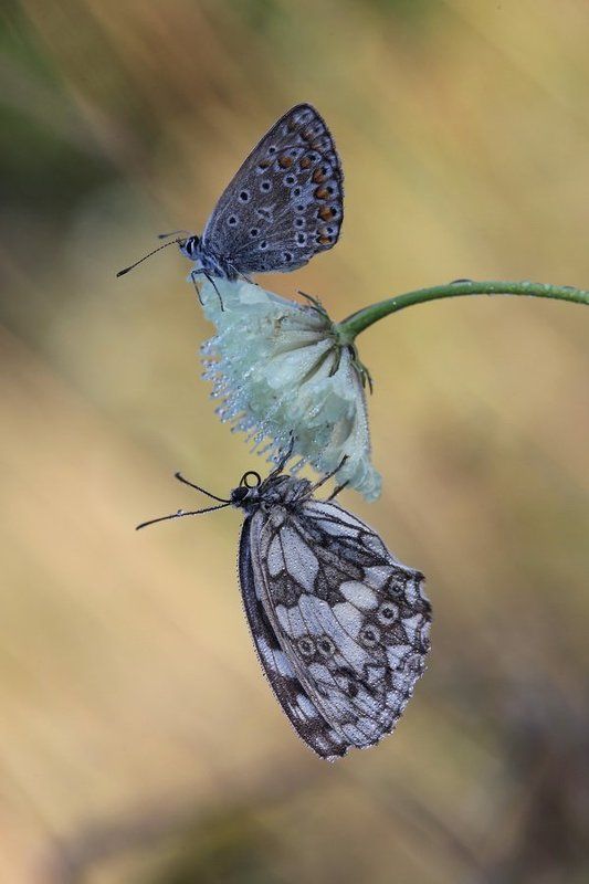 галатея, голубянка,  бабочка, макро *** фото превью