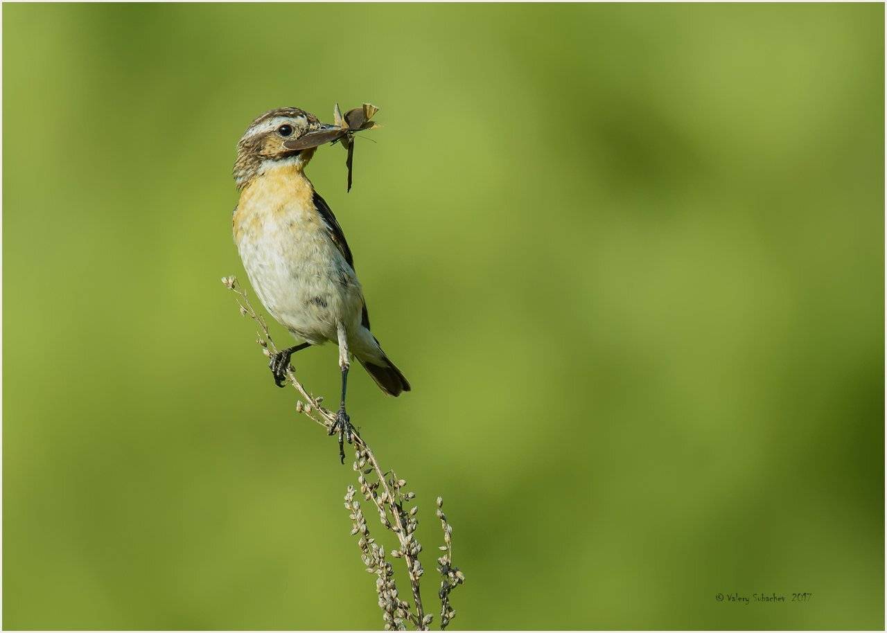 , Валерий Субачев