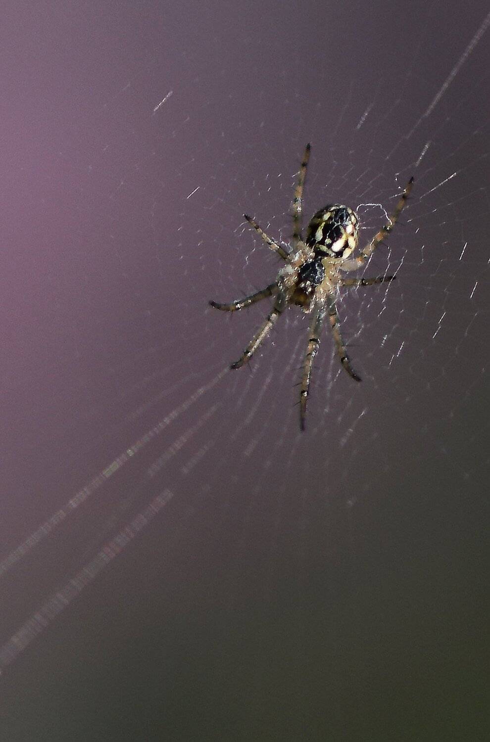 природа, макро, паук, паутина,, Неля Рачкова