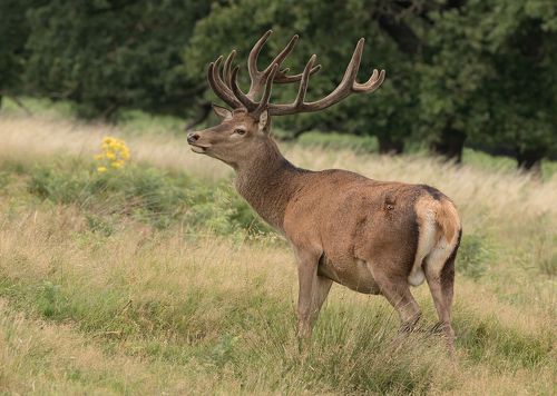 Red Deer Stag