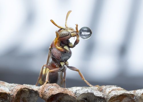 Advertisement Hour - Nikon