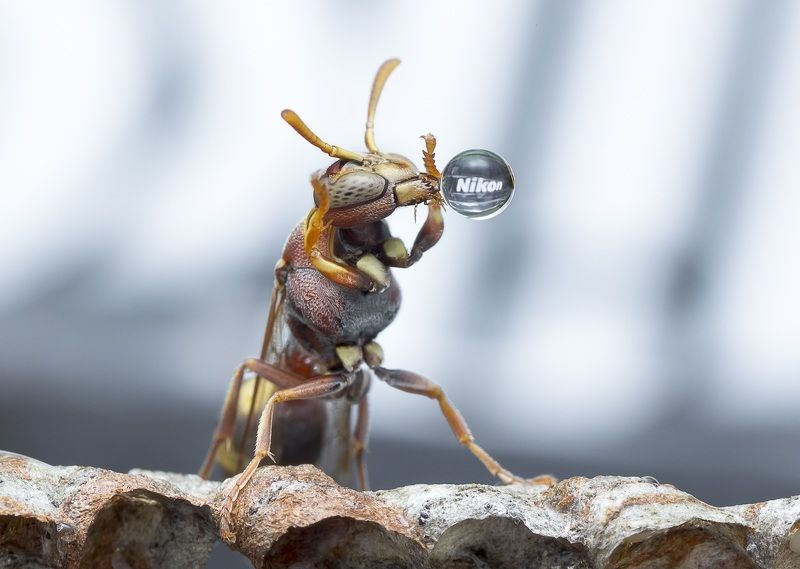 #macro#wasp#waterbubble#reflection#colors#nikon Advertisement Hour - Nikon фото превью