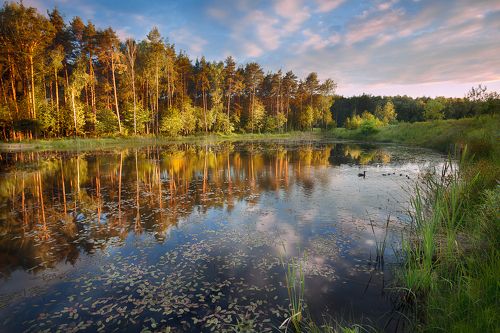 *Вечернее купание*