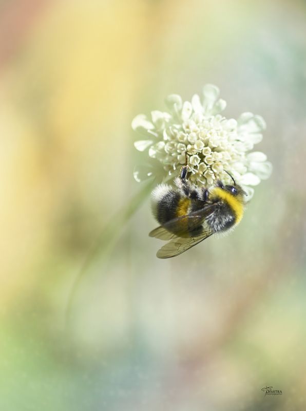 Из жизни шмеля - част вторая фото превью