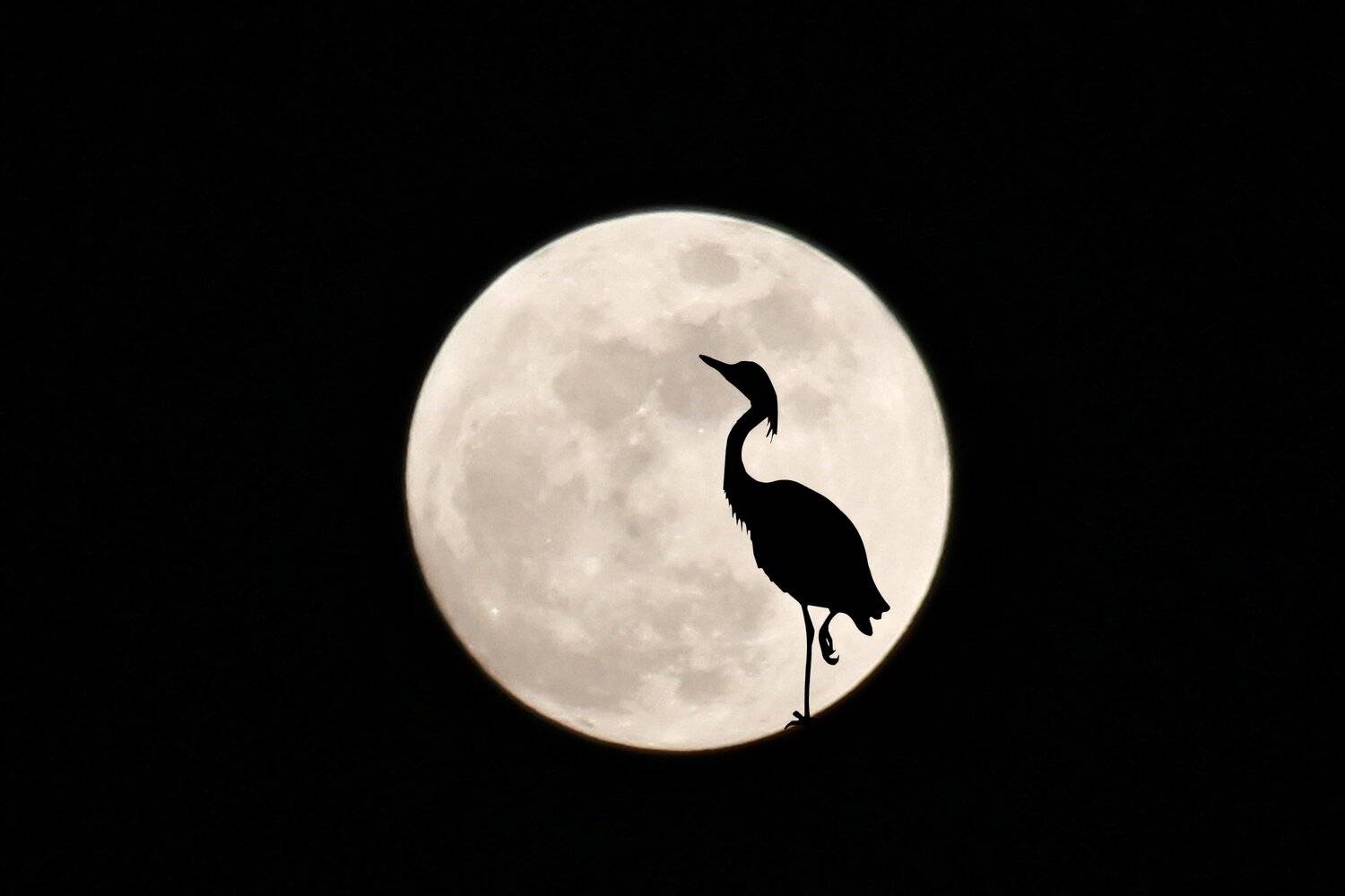 луна, цапля, ночь, Sergii Vidov
