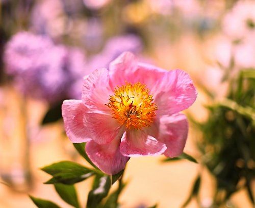 Peonies