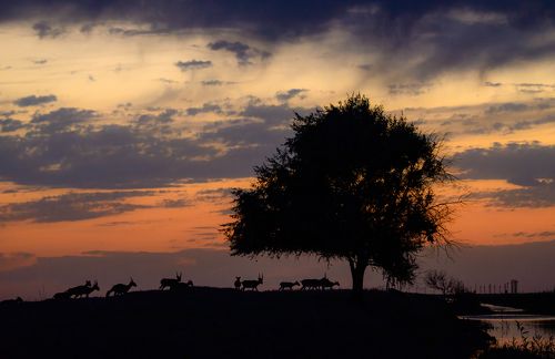Вечер. Дерево. Сайгаки!