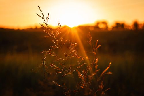 Нежность летнего заката
