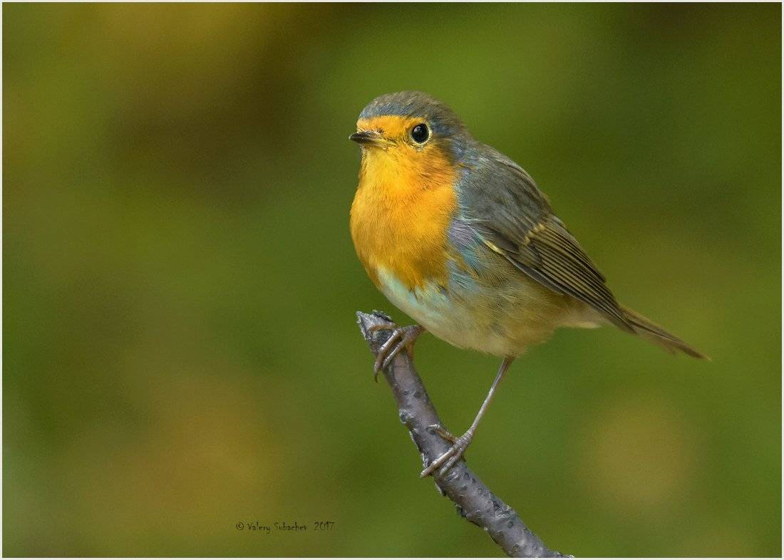 , Валерий Субачев