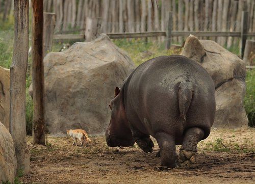 Иди за мной, Крошка