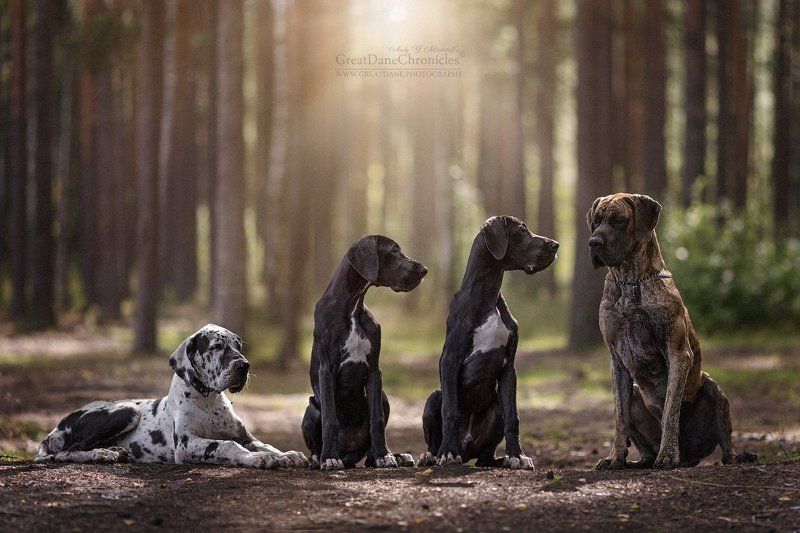 Great Danes x 4 фото превью