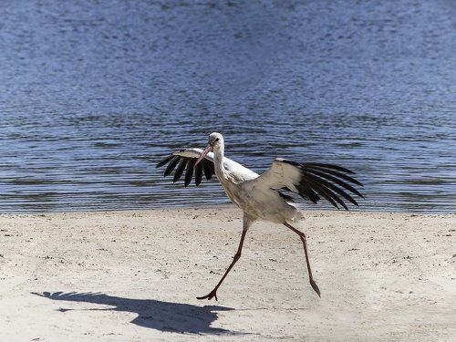 Жил-был аист
