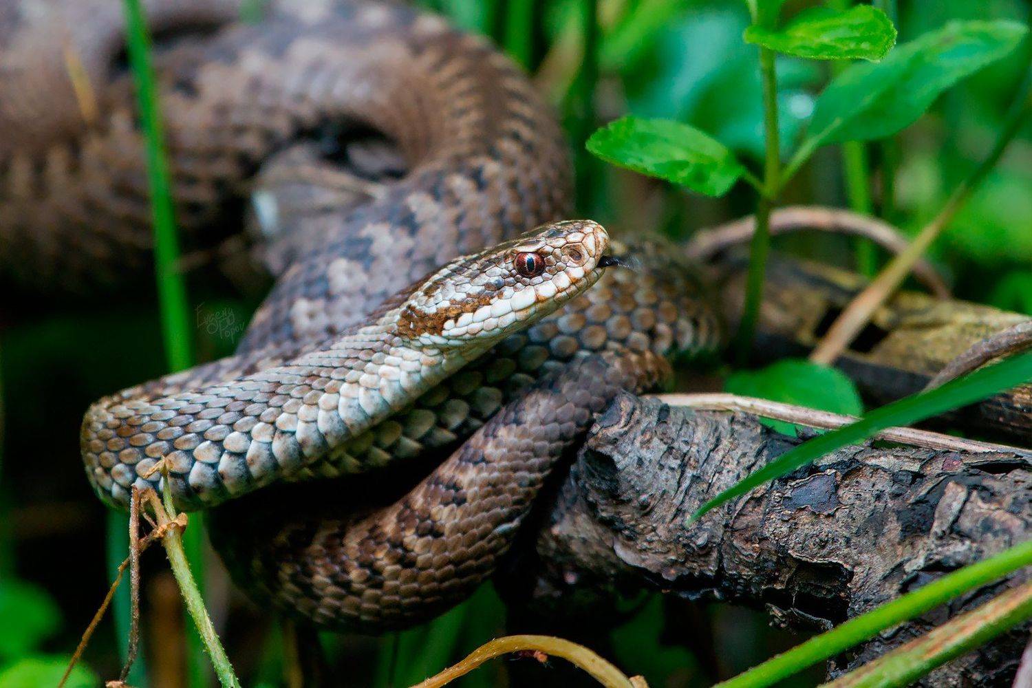 , Евгений Попов