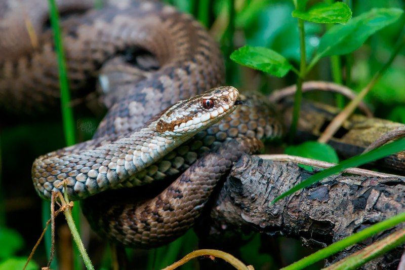 Царица подколодная фото превью