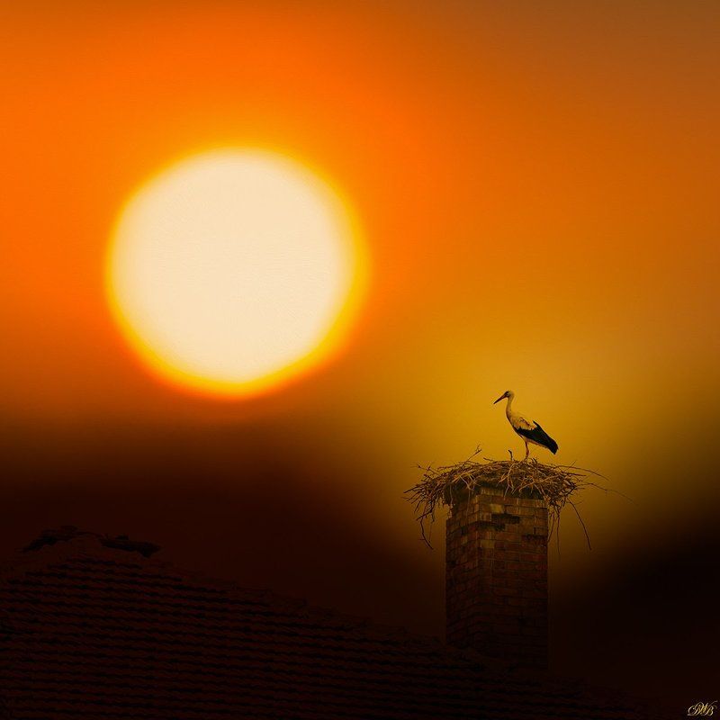 color, color image, colorful, collage, glow, image, light, nature, natural light, photo collage, photography, red, sun, sunset, Stork Witnessing the Sunset фото превью