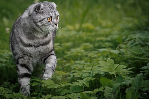 Кот Том (Томас, Томи, Тосик)