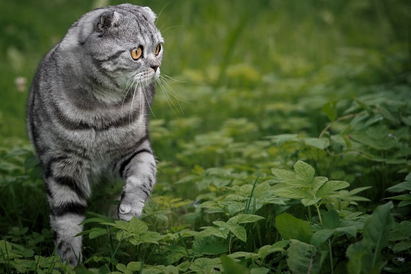 кот Кот Том (Томас, Томи, Тосик) фото превью