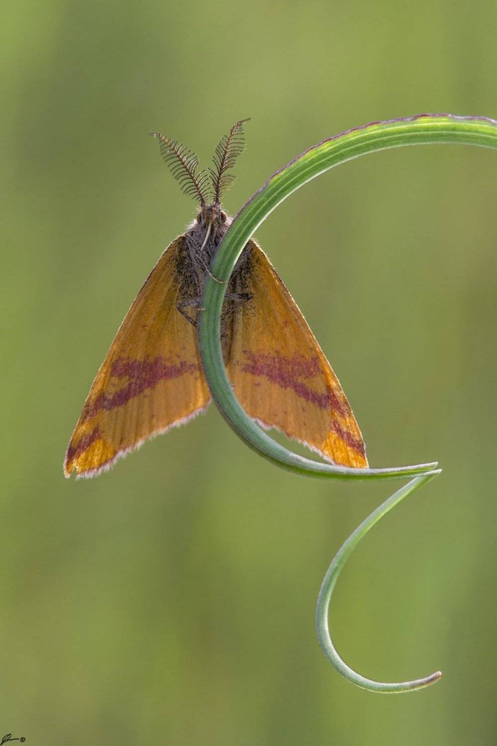 macro, makro, insect, butterfly, nature, wild, Mariusz Oparski