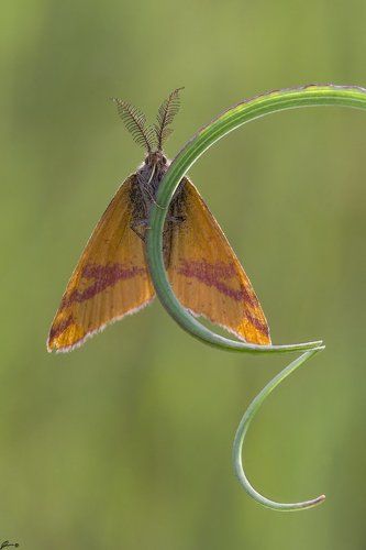 Lythria cruentaria
