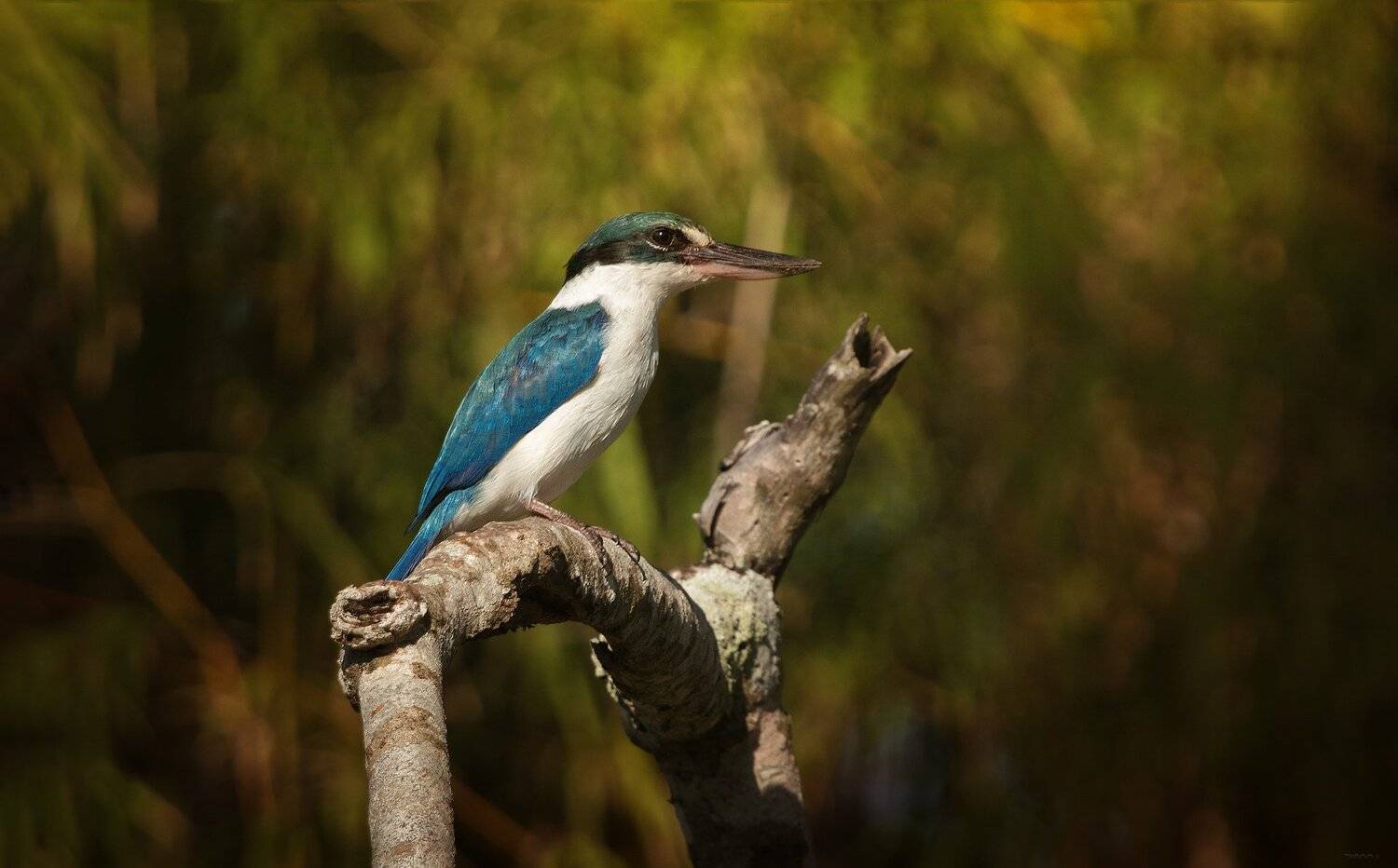 природа, животные, птицы, индонезия, Дмитрий Посевич