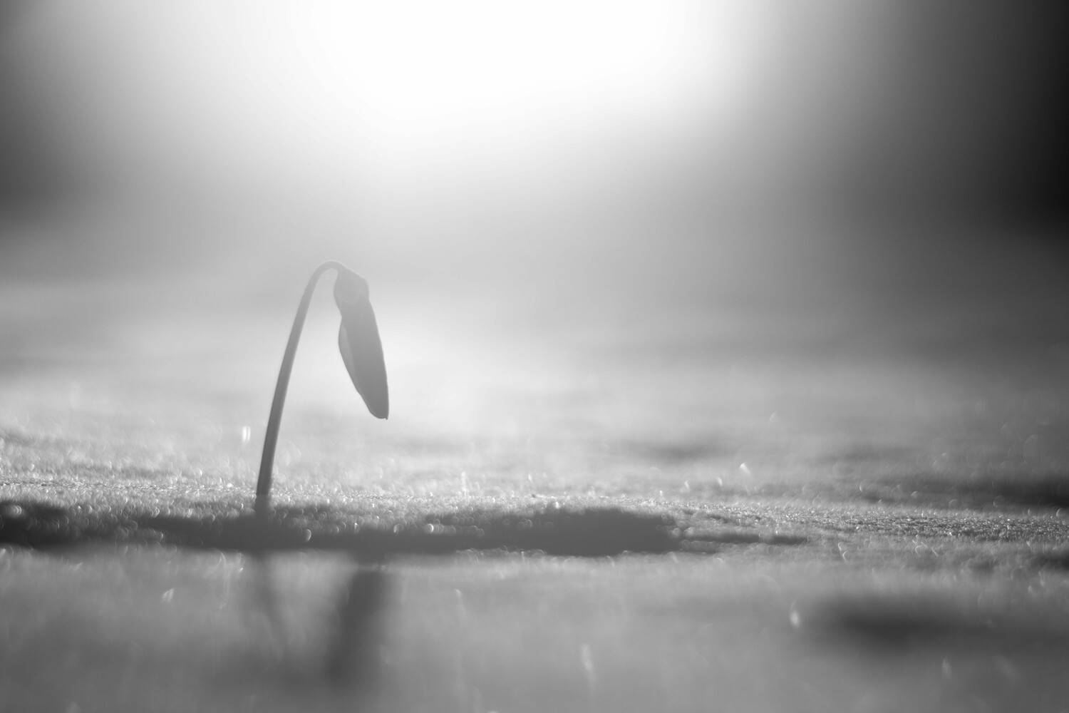 , Анастасия Павловская