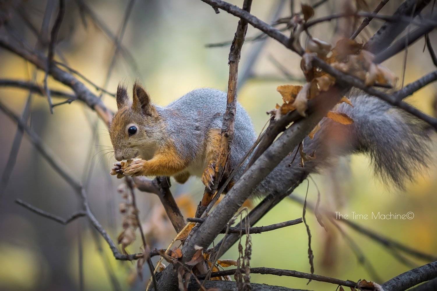 #михаилшестаков #фотографмихаилшестаков #thetimemachine   #thetimemachinephotography #autor2013 naimals, Михаил Бове