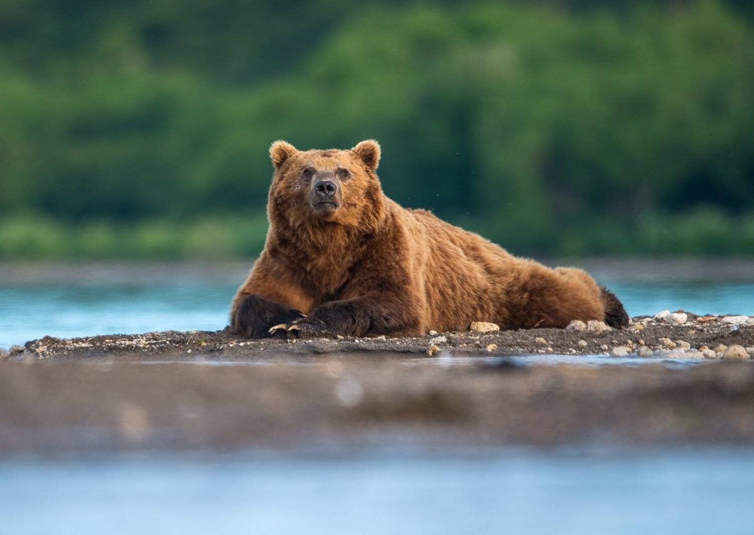 лежу, Александр Маркелов
