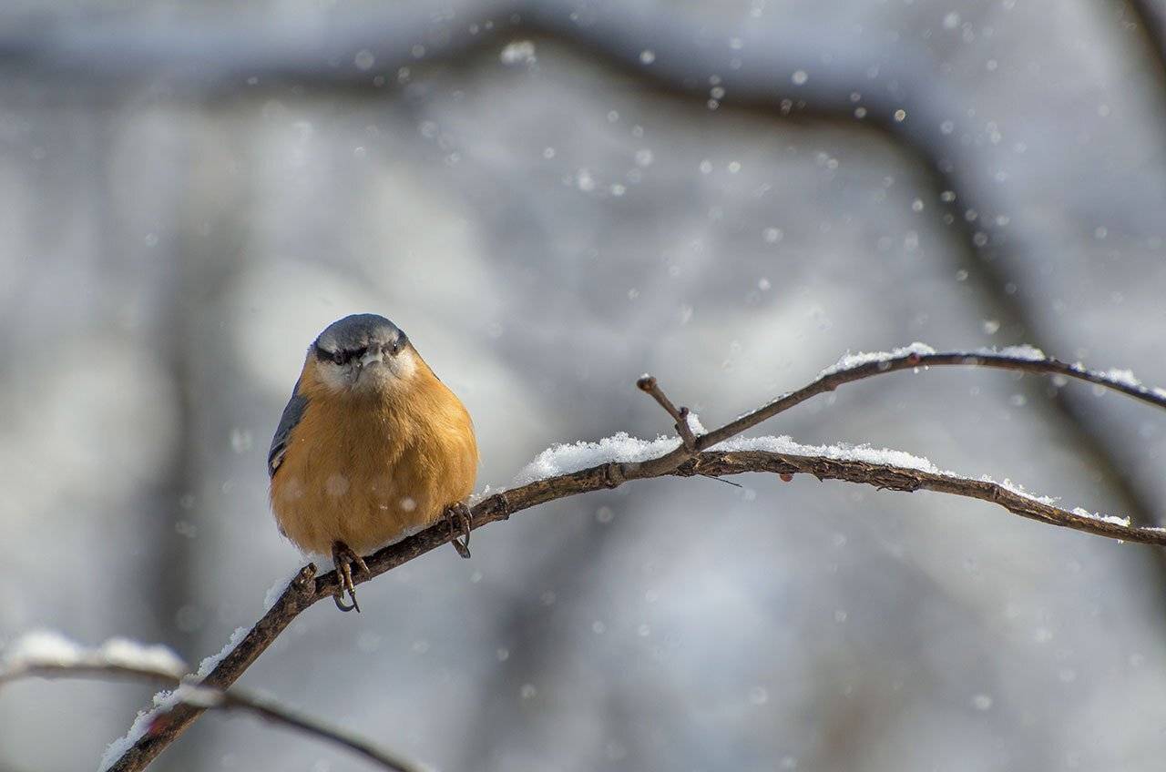 , Хасан Журтов