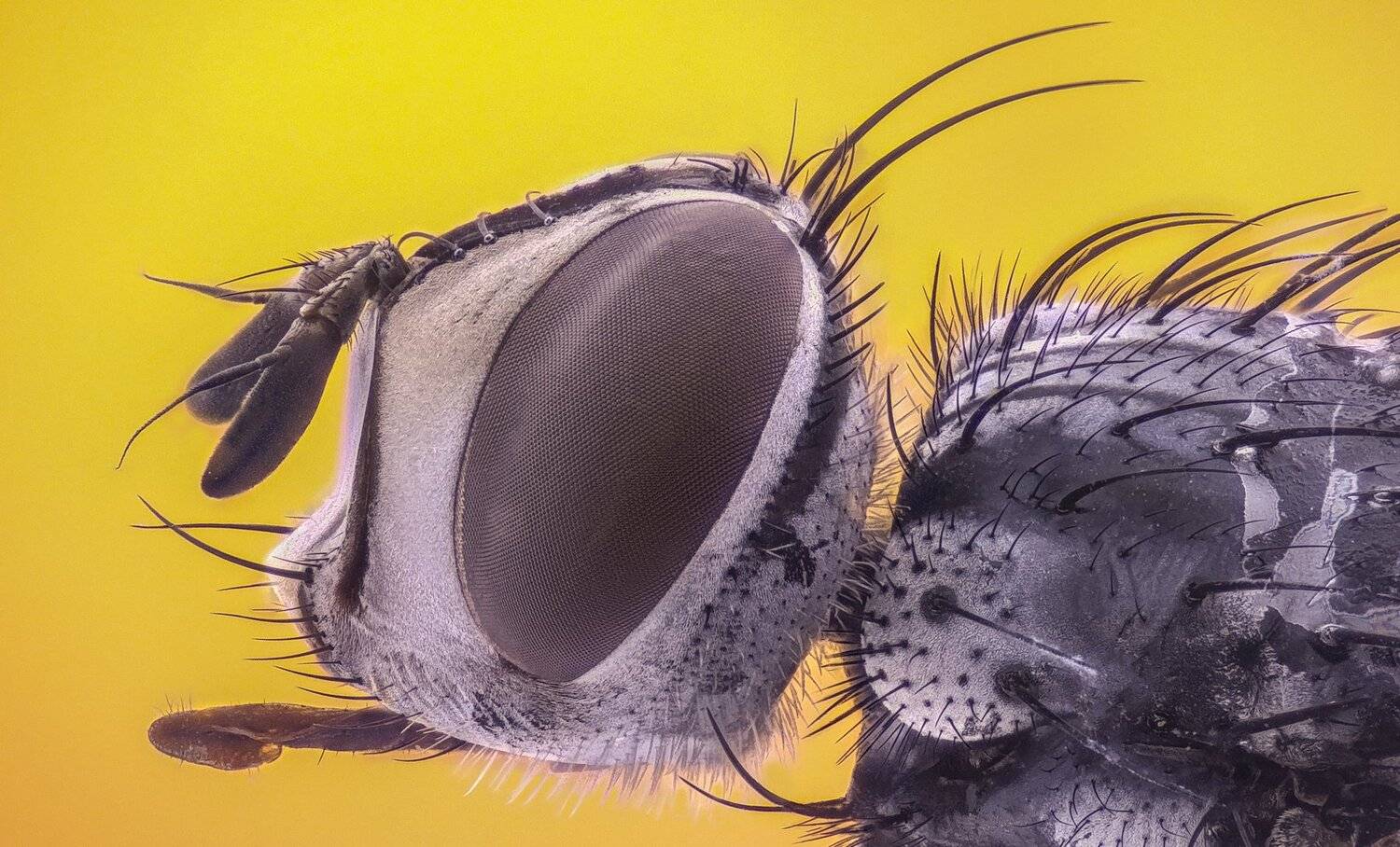 ceclii,macro,lgg4, extremmacro,  макро, Tsvetan Ganev