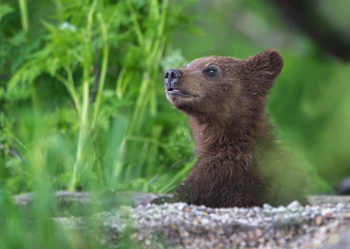 я, Александр Маркелов
