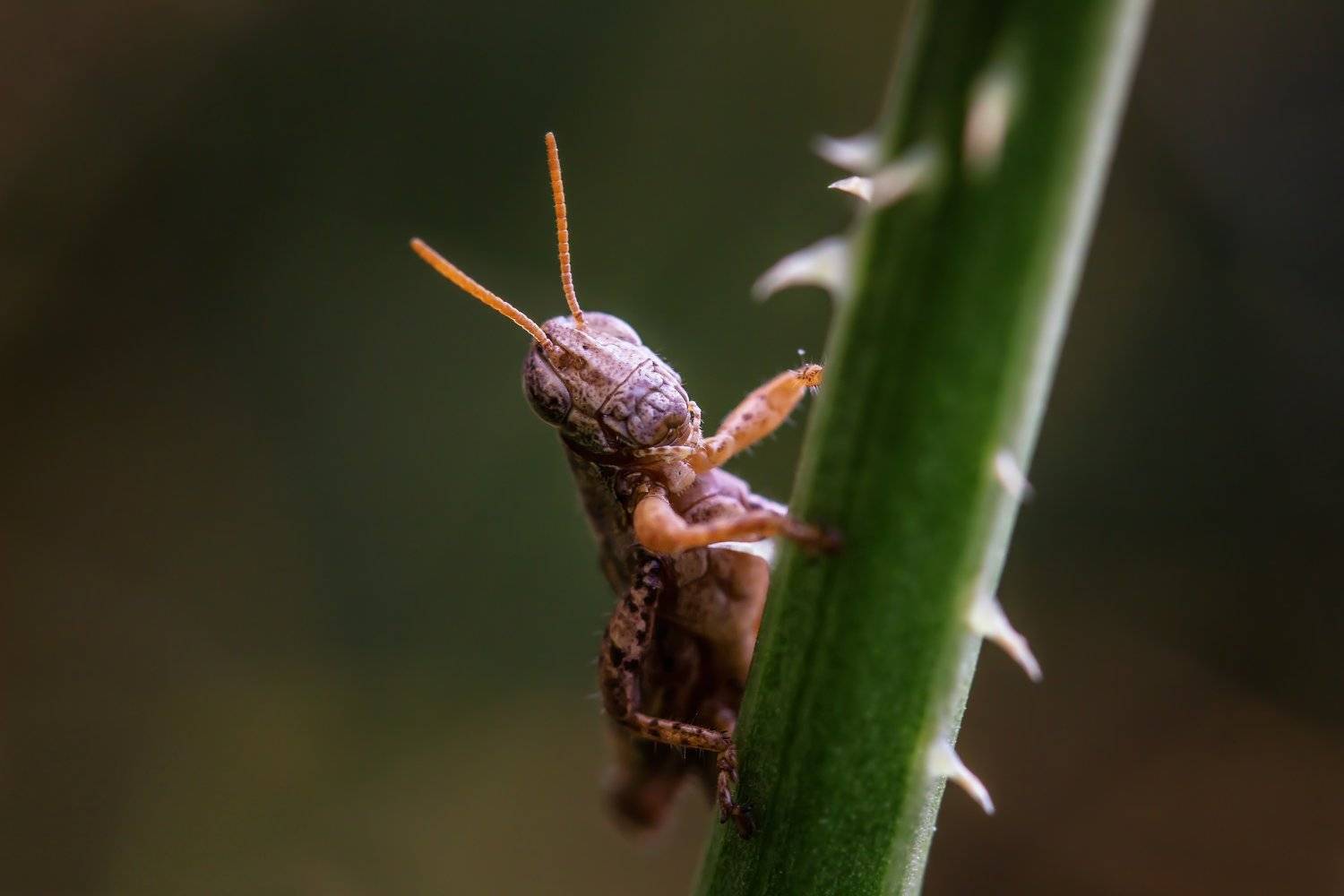 , Бистра Стоименова