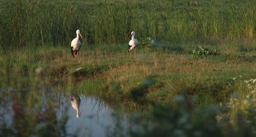однажды у родника...